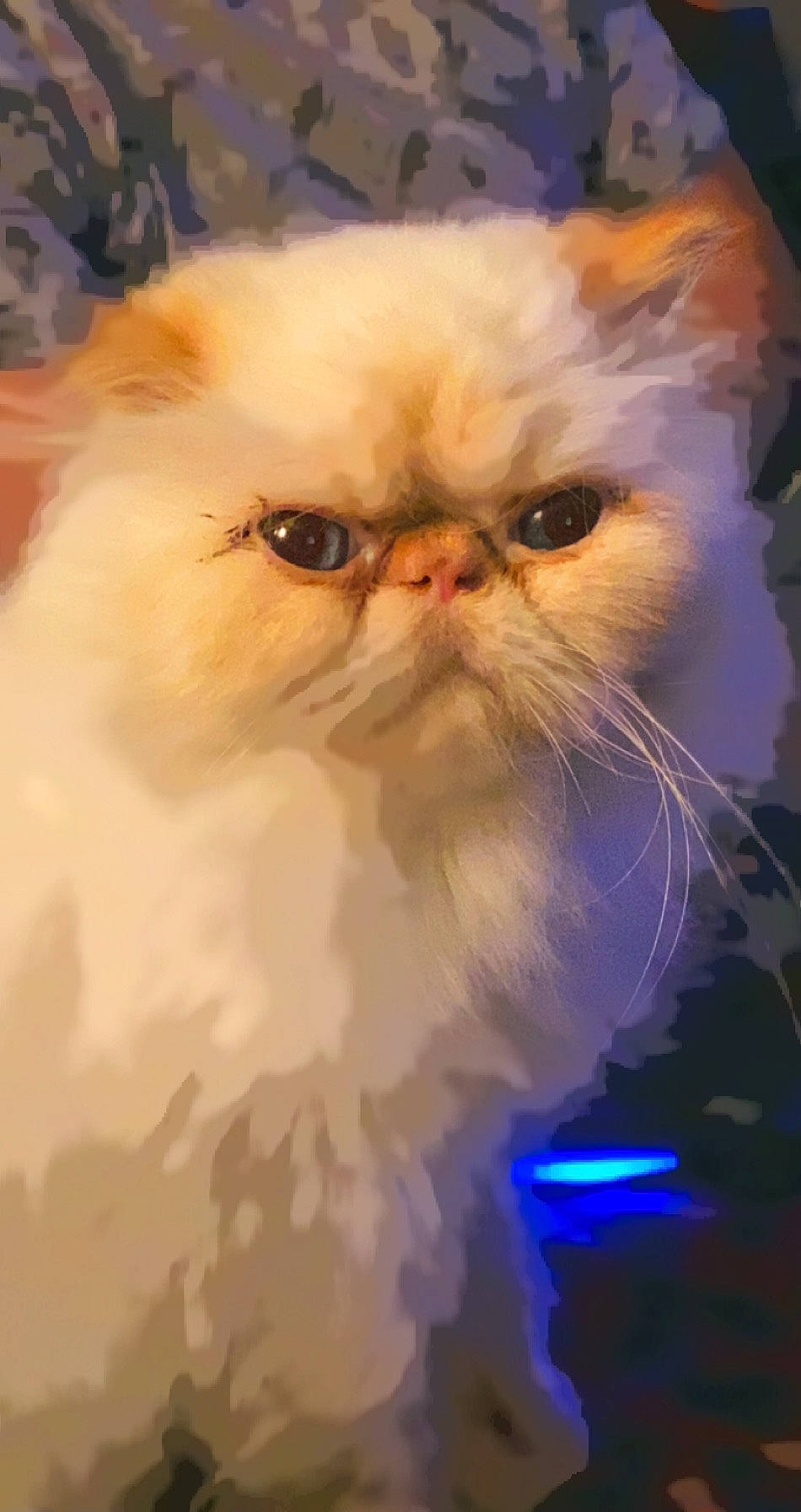 Franco is registered to the contest to win money with this photo: art, carnivore, cat, electric_blue, fawn, felidae, fur, glasses, persian, plant, small_to_medium_sized_cats, snout, terrestrial_animal, whiskers