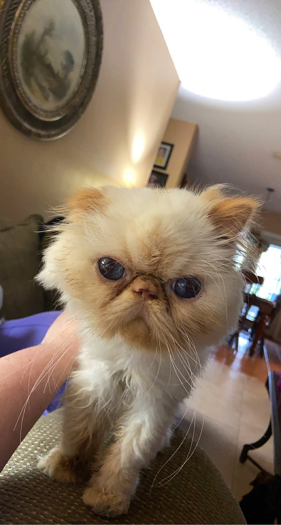 Franco joined the competition — help win amazing prizes! bag, carnivore, cat, chair, fawn, felidae, flooring, fur, mirror, small_to_medium_sized_cats, snout, whiskers