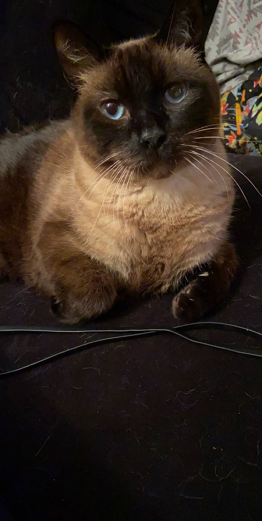 Bobby is registered to the contest to win money with this photo: balinese, birman, carnivore, cat, domestic_short_haired_cat, electric_blue, fawn, felidae, flooring, fur, siamese, small_to_medium_sized_cats, snout, terrestrial_animal, thai, whiskers, wood