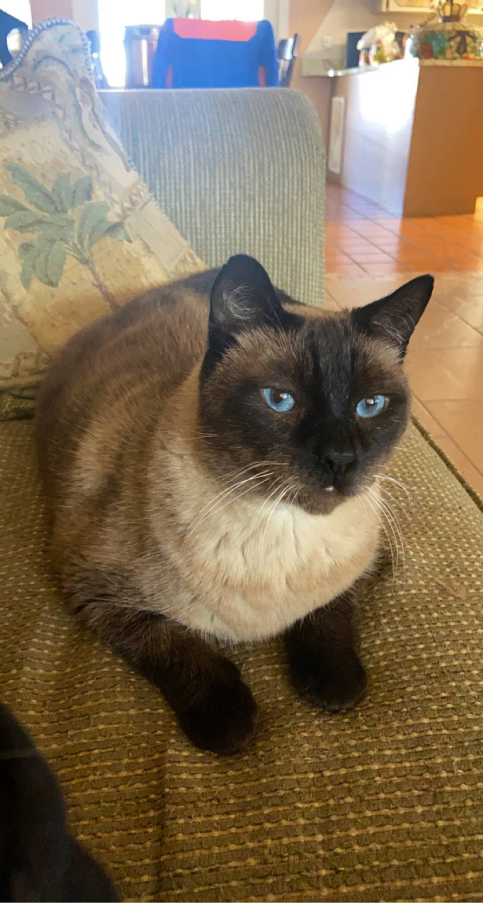 Bobby joined the competition — help win amazing prizes! carnivore, cat, domestic_short_haired_cat, electric_blue, eye, fawn, felidae, fixture, flooring, fur, head, iris, siamese, small_to_medium_sized_cats, snout, tail, terrestrial_animal, whiskers