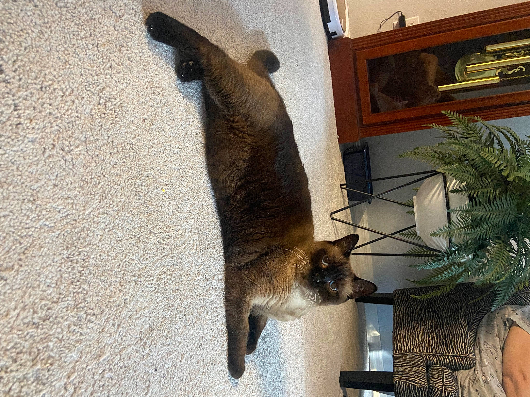 Bobby joined the competition — help win amazing prizes! carnivore, cat, domestic_short_haired_cat, fawn, felidae, flowerpot, fur, houseplant, plant, siamese, small_to_medium_sized_cats, tail, terrestrial_animal, whiskers, window, wood