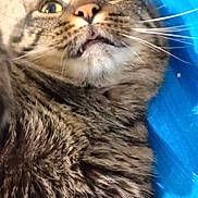 Biscuit is registered to the contest to win money with this photo: cat, tabby, close_up, fur, whiskers, wide_eyes, open_mouth, blue_background, pet, animal, cute, surprised, domestic_cat, mammal, lying_down, indoor, feline, portrait, fluffy