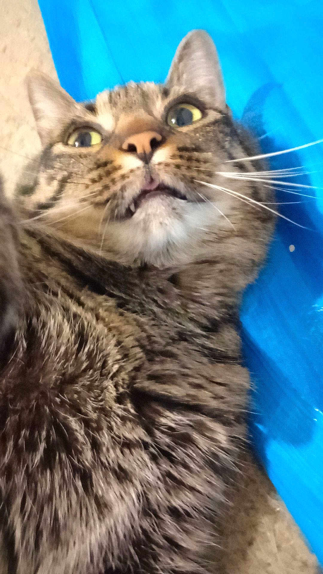 Biscuit is registered to the contest to win money with this photo: cat, tabby, close_up, fur, whiskers, wide_eyes, open_mouth, blue_background, pet, animal, cute, surprised, domestic_cat, mammal, lying_down, indoor, feline, portrait, fluffy