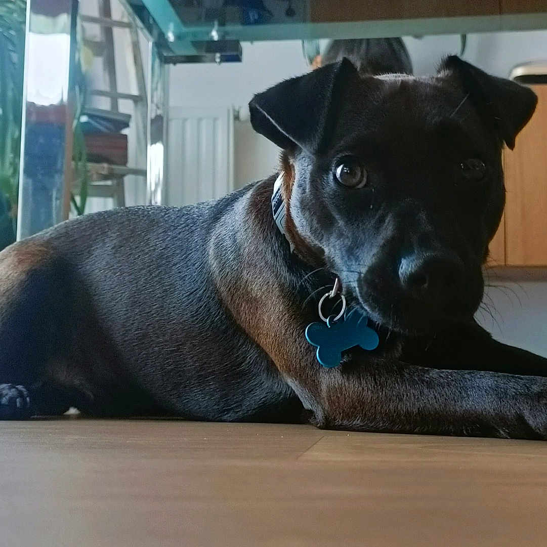 Elliott