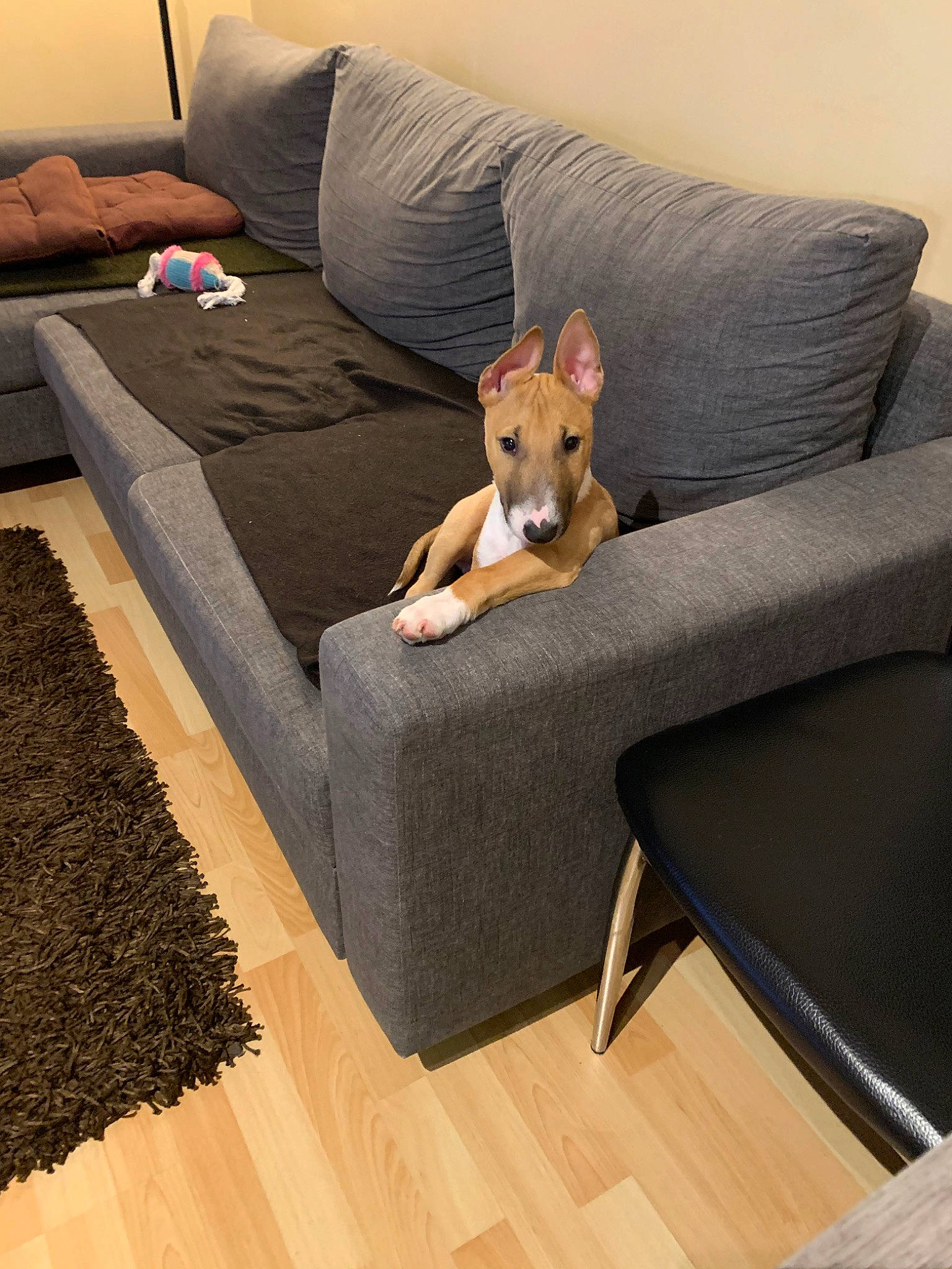 Preston participe au concours pour gagner de l'argent avec cette photo : canidae, carnivore, chair, comfort, companion_dog, couch, dog, dog_breed, fawn, floor, flooring, furniture, hardwood, interior_design, leg, slipcover, sofa_bed, table, wood, wood_flooring