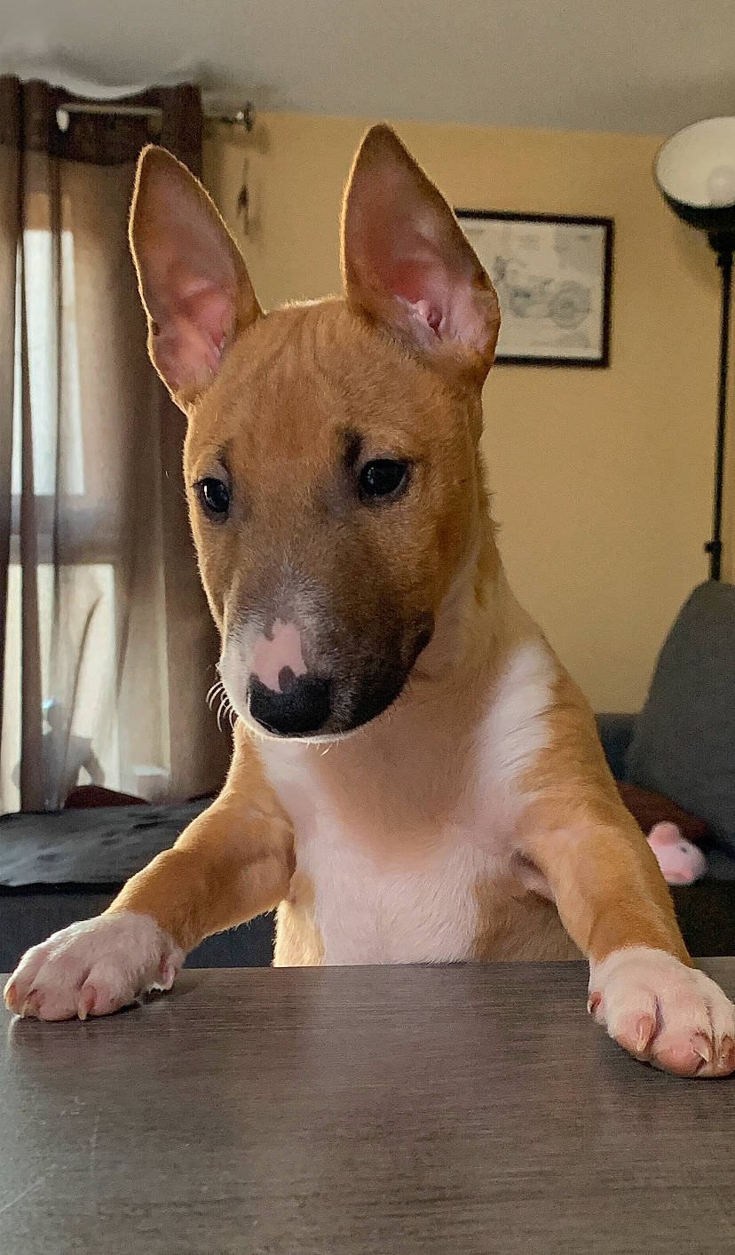 Preston a rejoint le concours — aidez-le/la à gagner de superbes lots ! ancient_dog_breeds, bull_and_terrier, bull_terrier, bull_terrier_miniature, canidae, carnivore, carolina_dog, dog, dog_breed, english_white_terrier, fawn, gull_terr, mammal, non_sporting_group, old_english_terrier, rare_breed_dog, snout, vertebrate, whiskers