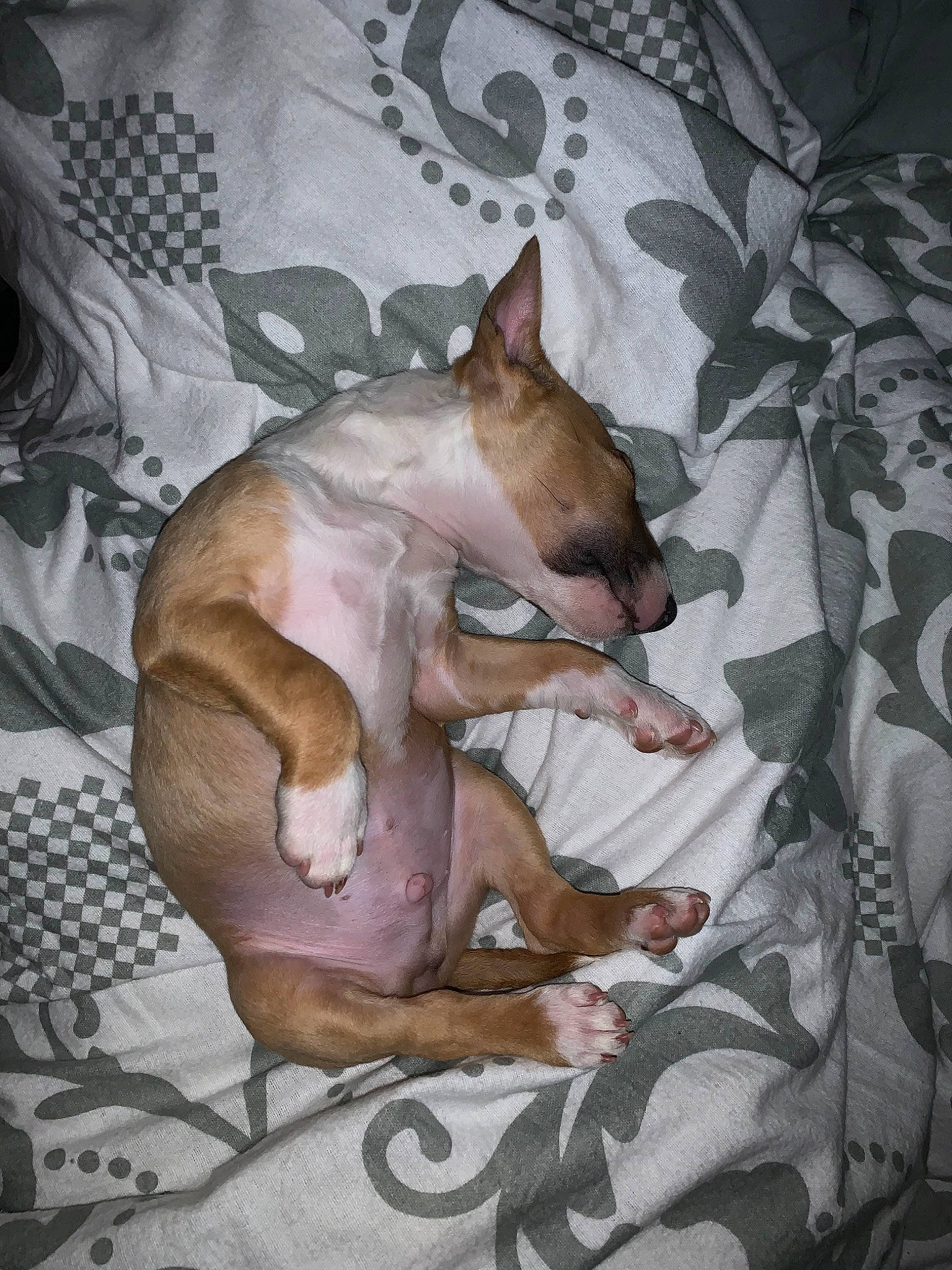 Preston a rejoint le concours — aidez-le/la à gagner de superbes lots ! american_hairless_terrier, bull_terrier, bull_terrier_miniature, canidae, carnivore, cat, chihuahua, cornish_rex, dog, dog_breed, donskoy, fawn, felidae, mammal, non_sporting_group, peterbald, small_to_medium_sized_cats, sphynx, teddy_roosevelt_terrier, vertebrate