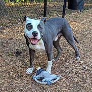 Dribbles joined the competition — help win amazing prizes! dog, playful, toy, rope_toy, outdoor, wood_chips, fence, happy, pet, animal, canine, smiling, park, play_area, standing, ears_up, brown_eyes, black_nose, short_hair, tail