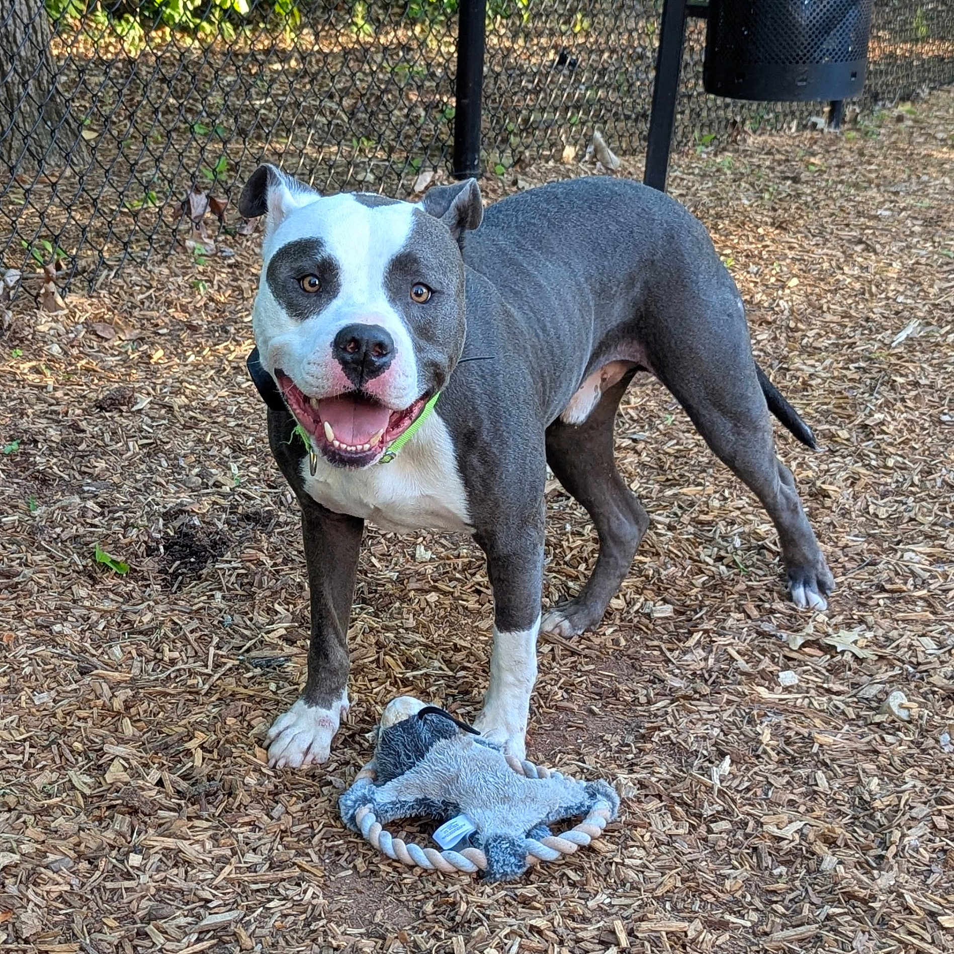 Dribbles joined the competition — help win amazing prizes! dog, playful, toy, rope_toy, outdoor, wood_chips, fence, happy, pet, animal, canine, smiling, park, play_area, standing, ears_up, brown_eyes, black_nose, short_hair, tail
