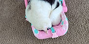 Pinky is registered to the contest to win money with this photo: animal, baby_carrier, black_spots, brown_couch, carpet, cat, cozy, curled_up, cute, domestic, furniture, indoor, pet, pink, polka_dots, relaxation, resting, sleeping, small_space, white_cat