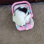 Pinky is registered to the contest to win money with this photo: cat, sleeping, curled_up, white_cat, black_spots, baby_carrier, pink, polka_dots, carpet, indoor, furniture, brown_couch, pet, cozy, resting, animal, domestic, cute, small_space, relaxation