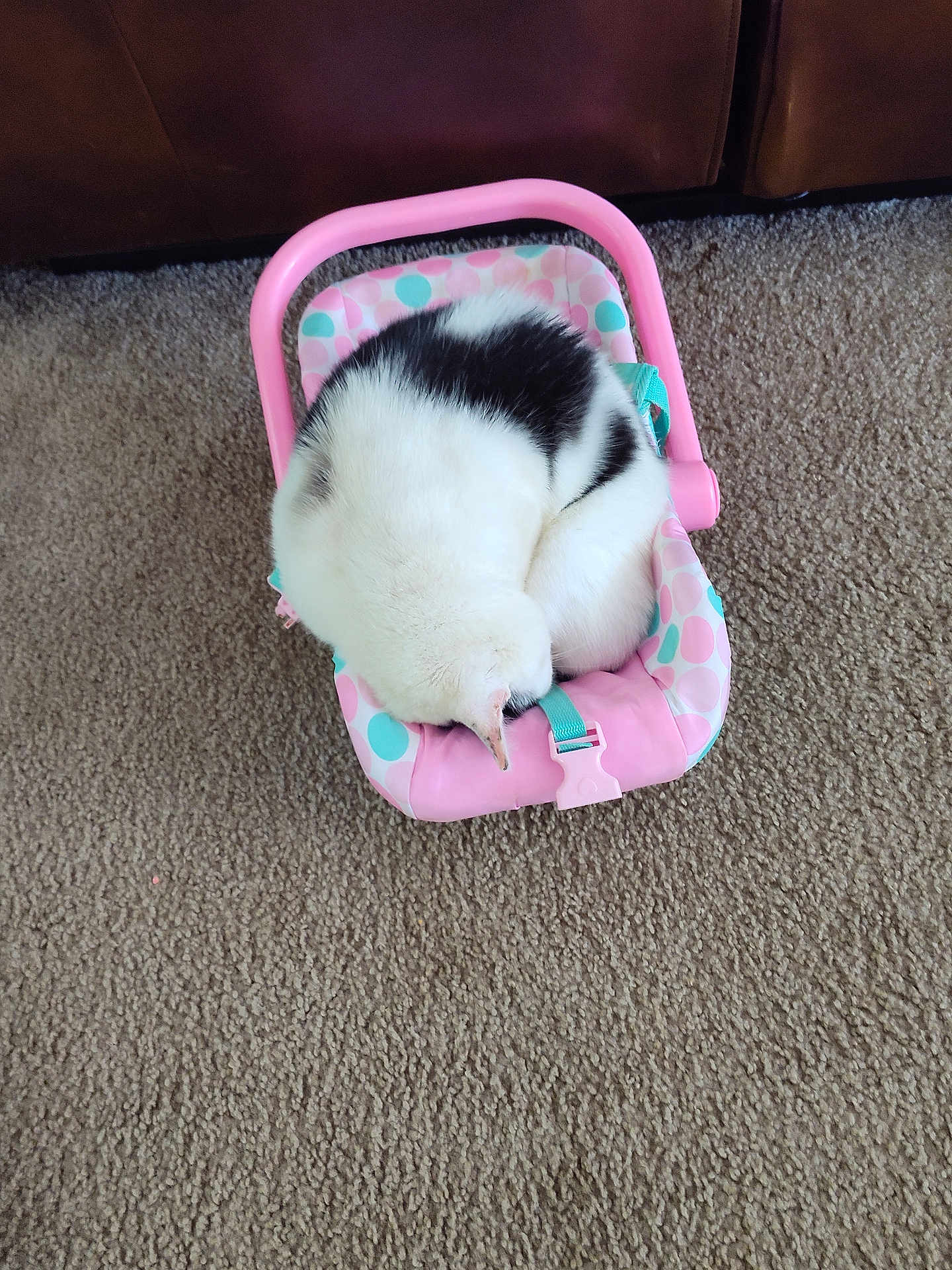 Pinky