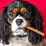 dog, close_up, pet, animal, stick, tricolor, cute, portrait, fur, whiskers, ears, collar, red_background, indoor, focus, expression, muzzle, companionship, adorable, curly_fur