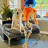 blue_wig, carpet, costume, daylight, decor, dog, funny, furniture, guitar, home, indoor, living_room, orange_boa, pet_bed, plant, seated, skeleton, spooky, white_dog, window