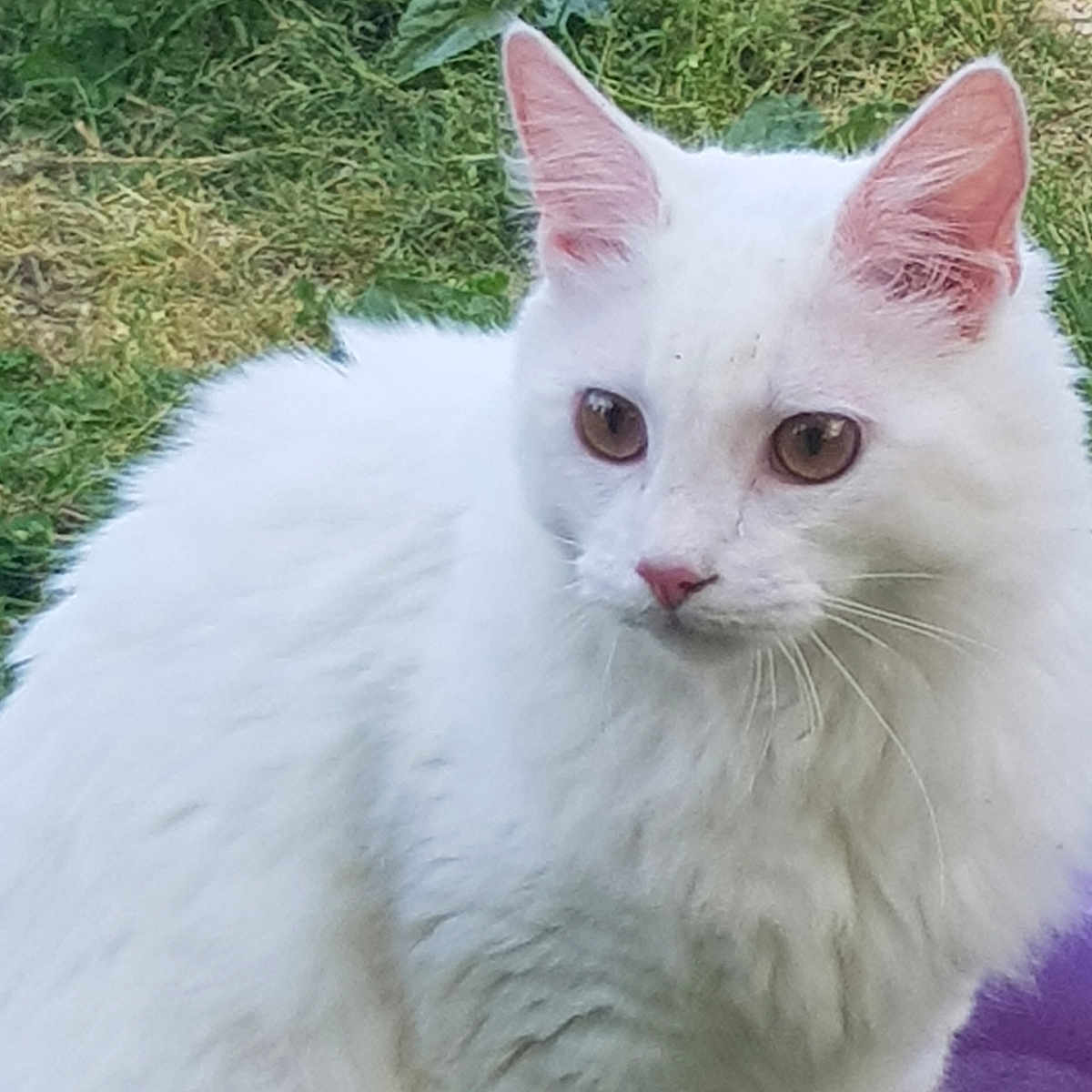Spider a rejoint le concours — aidez-le/la à gagner de superbes lots ! angora, animal, backyard, canine, cat, dog, flower, grass, green, kitten, lawn, manx, nature, outdoors, pet, plant, siamese, white, whitedog, yard