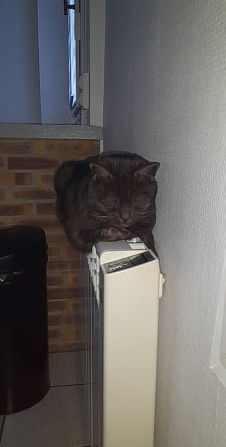 Gizmo participe au concours pour gagner de l'argent avec cette photo : box, cabinetry, carnivore, cat, chest_of_drawers, cupboard, domestic_short_haired_cat, felidae, flooring, fur, grey, hardwood, home_appliance, major_appliance, paper_product, room, shelving, small_to_medium_sized_cats, whiskers, wood