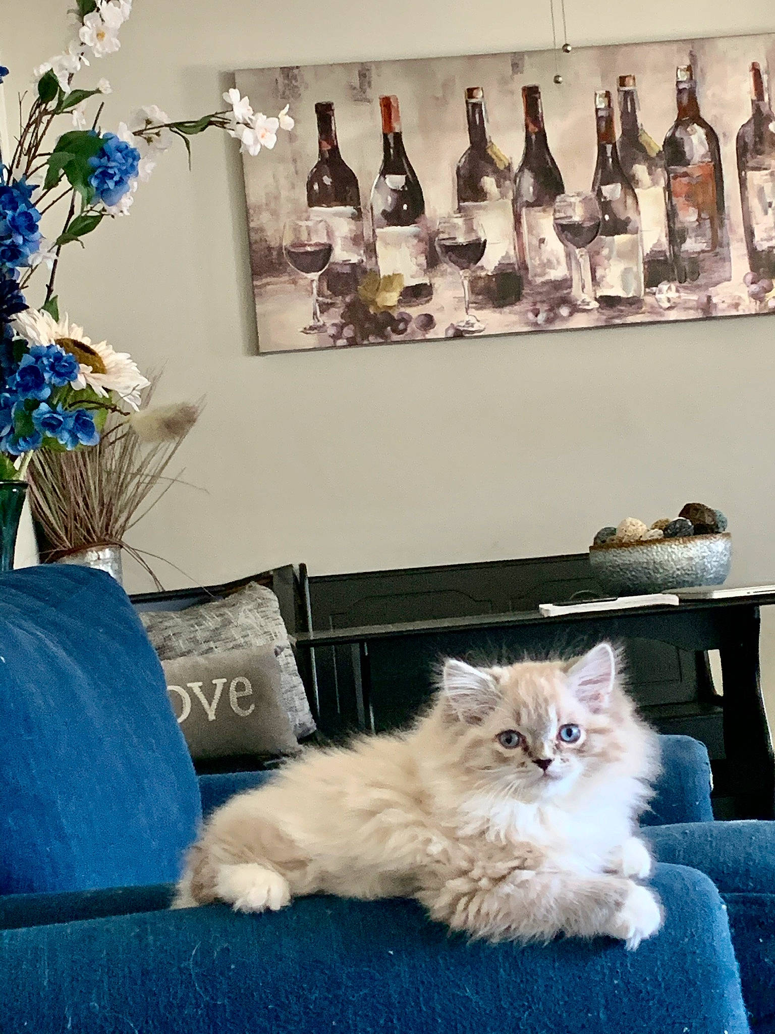 Balto joined the competition — help win amazing prizes! blue, bottle, british_longhair, carnivore, cat, comfort, companion_dog, felidae, flooring, flower, fur, glass_bottle, hardwood, picture_frame, room, shelf, shelving, small_to_medium_sized_cats, whiskers, wood