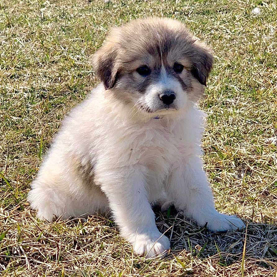 Beso is registered to the contest to win money with this photo: ancient_dog_breeds, canidae, carnivore, companion_dog, dog, dog_breed, great_pyrenees, karakachan_dog, livestock_guardian_dog, mammal, miniature_australian_shepherd, puppy, pyrenean_mastiff, rare_breed_dog, sporting_group, tornjak, vertebrate