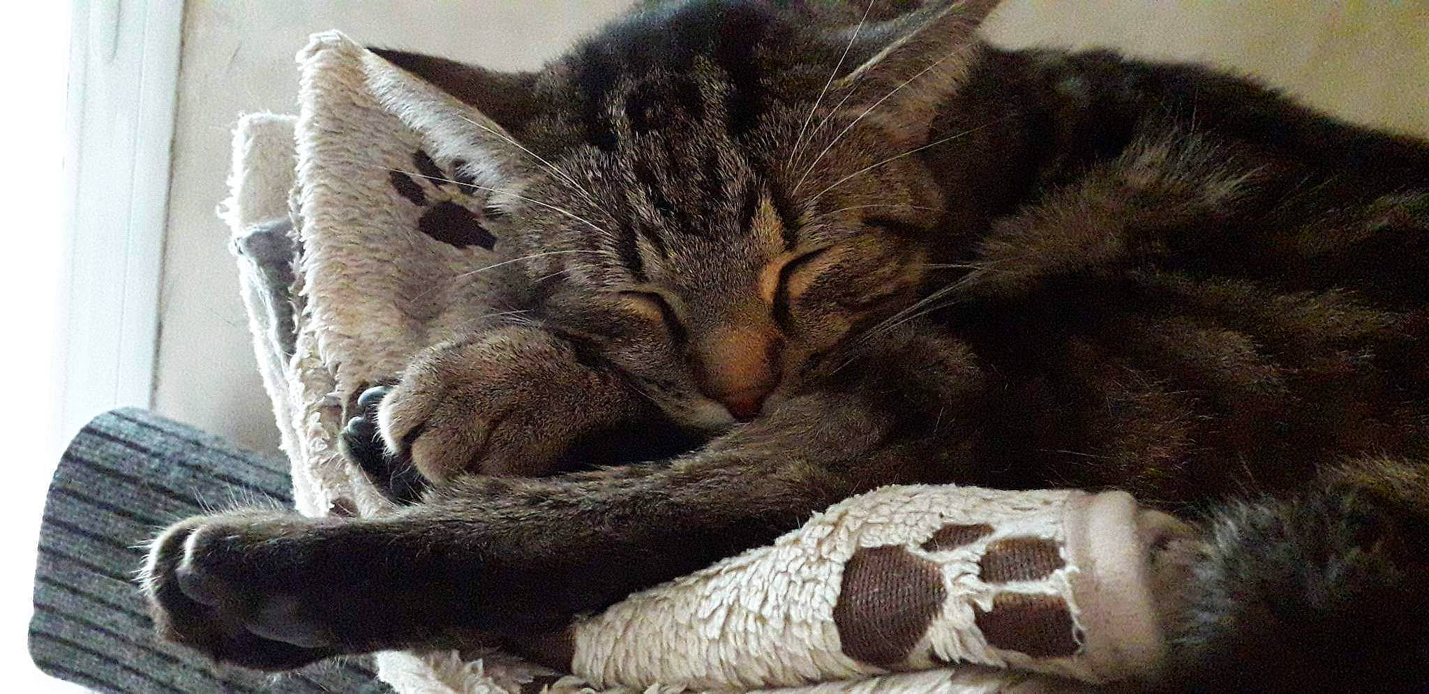 Grizou a rejoint le concours — aidez-le/la à gagner de superbes lots ! carnivore, cat, cat_bed, cat_supply, claw, close_up, comfort, domestic_short_haired_cat, felidae, fur, nap, paw, sleep, small_to_medium_sized_cats, snout, tail, terrestrial_animal, whiskers, wildlife