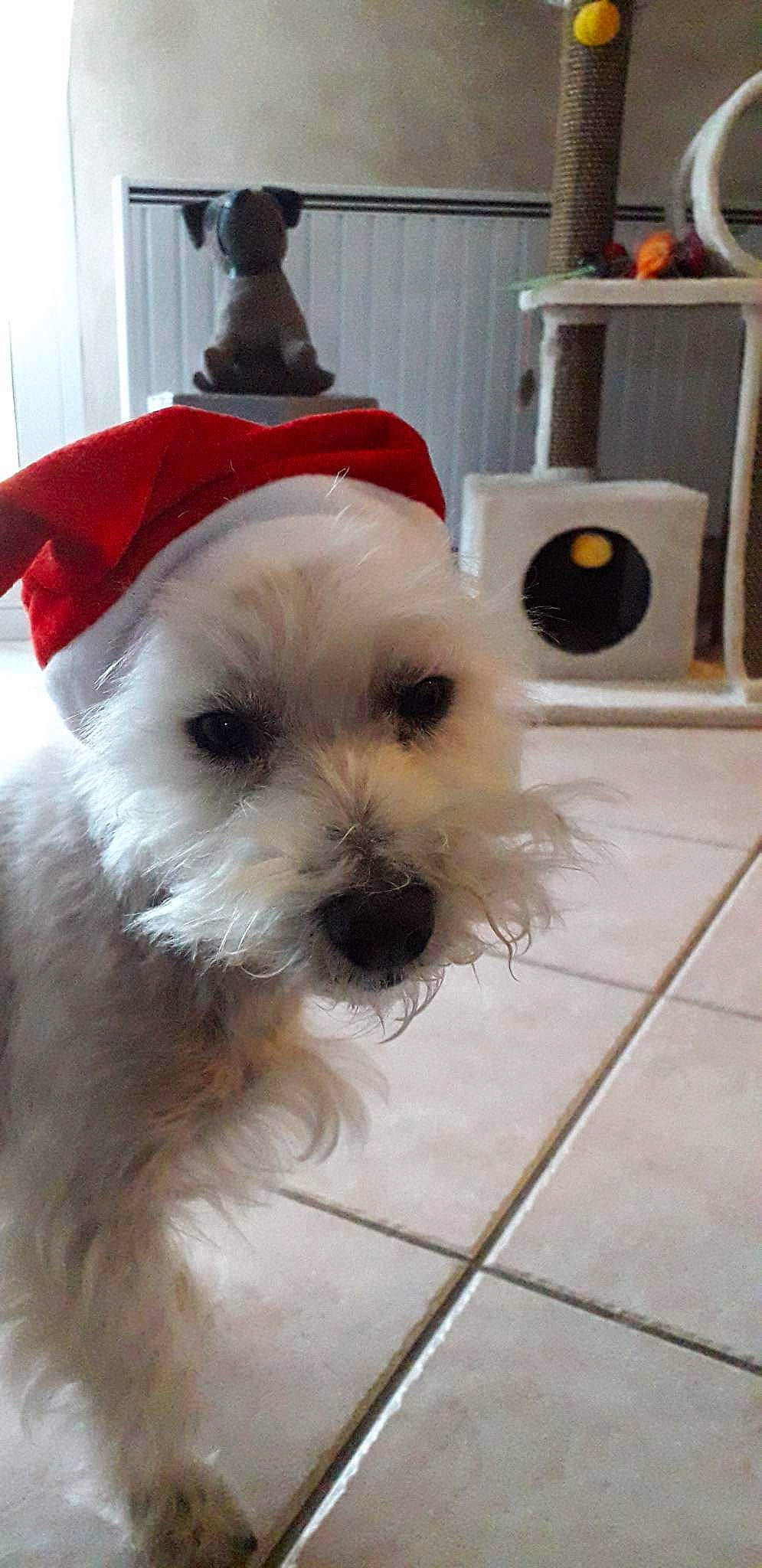 Bella participe au concours pour gagner de l'argent avec cette photo : canidae, carnivore, collar, companion_dog, dog, dog_breed, dog_collar, dog_supply, event, flooring, fur, gas, paper_towel, small_terrier, snout, sporting_group, terrier, tile_flooring, toy_dog, working_animal