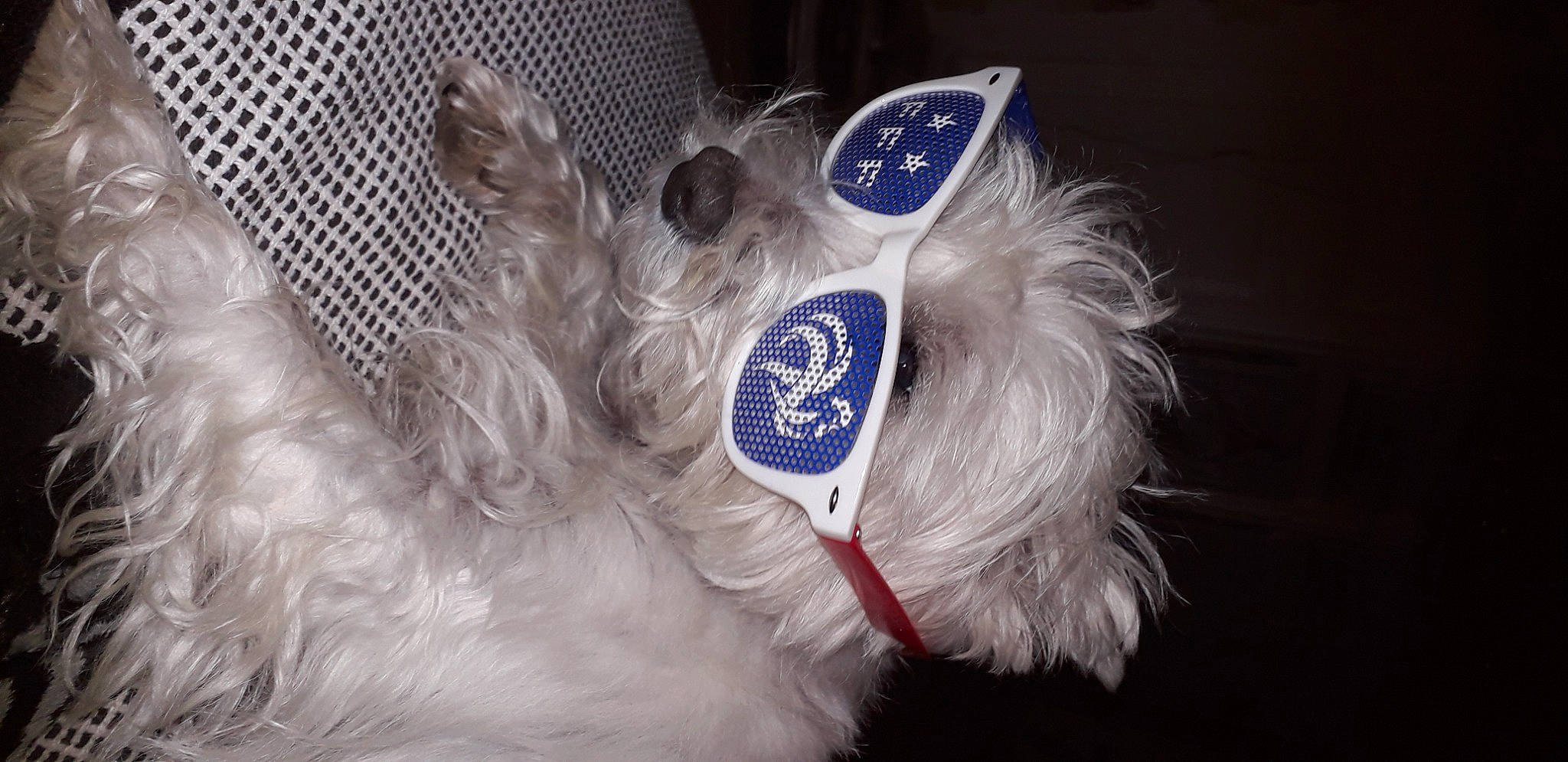 Bella participe au concours pour gagner de l'argent avec cette photo : carnivore, collar, companion_dog, dog, dog_breed, dog_collar, dog_supply, electric_blue, fashion_accessory, feather, fur, gesture, goggles, small_terrier, snout, sunglasses, terrier, tie, toy_dog, whiskers