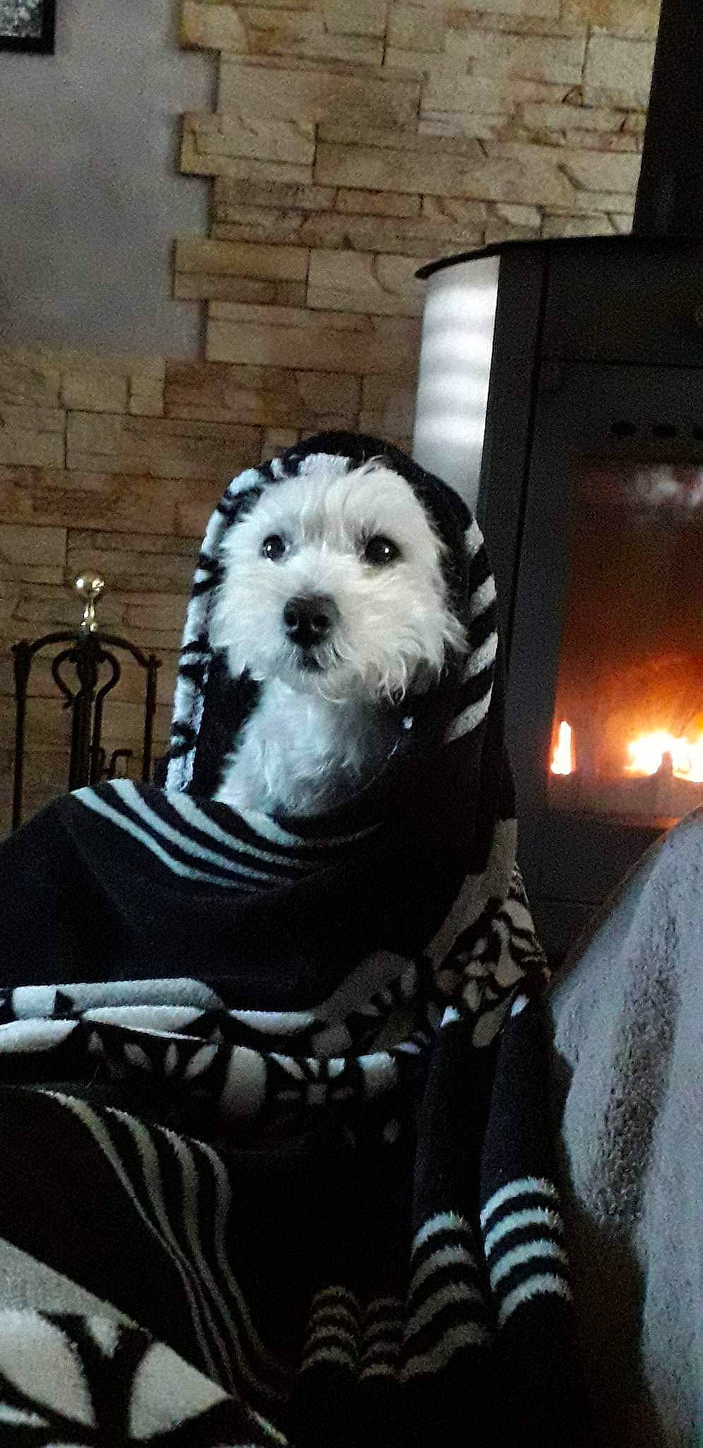 Bella a rejoint le concours — aidez-le/la à gagner de superbes lots ! canidae, carnivore, chair, comfort, companion_dog, dog, dog_breed, dog_clothes, dog_supply, fur, labradoodle, non_sporting_group, personal_protective_equipment, sitting, small_terrier, snout, sporting_group, terrier, toy_dog, working_animal