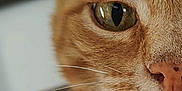 Patouille a rejoint le concours — aidez-le/la à gagner de superbes lots ! animal, cat, close_up, curious, detail, domestic_cat, ears, eye, face, feline, focus, fur, indoor, mouth, nose, orange_tabby, pet, portrait, soft_background, whiskers