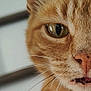 animal, cat, close_up, curious, detail, domestic_cat, ears, eye, face, feline, focus, fur, indoor, mouth, nose, orange_tabby, pet, portrait, soft_background, whiskers