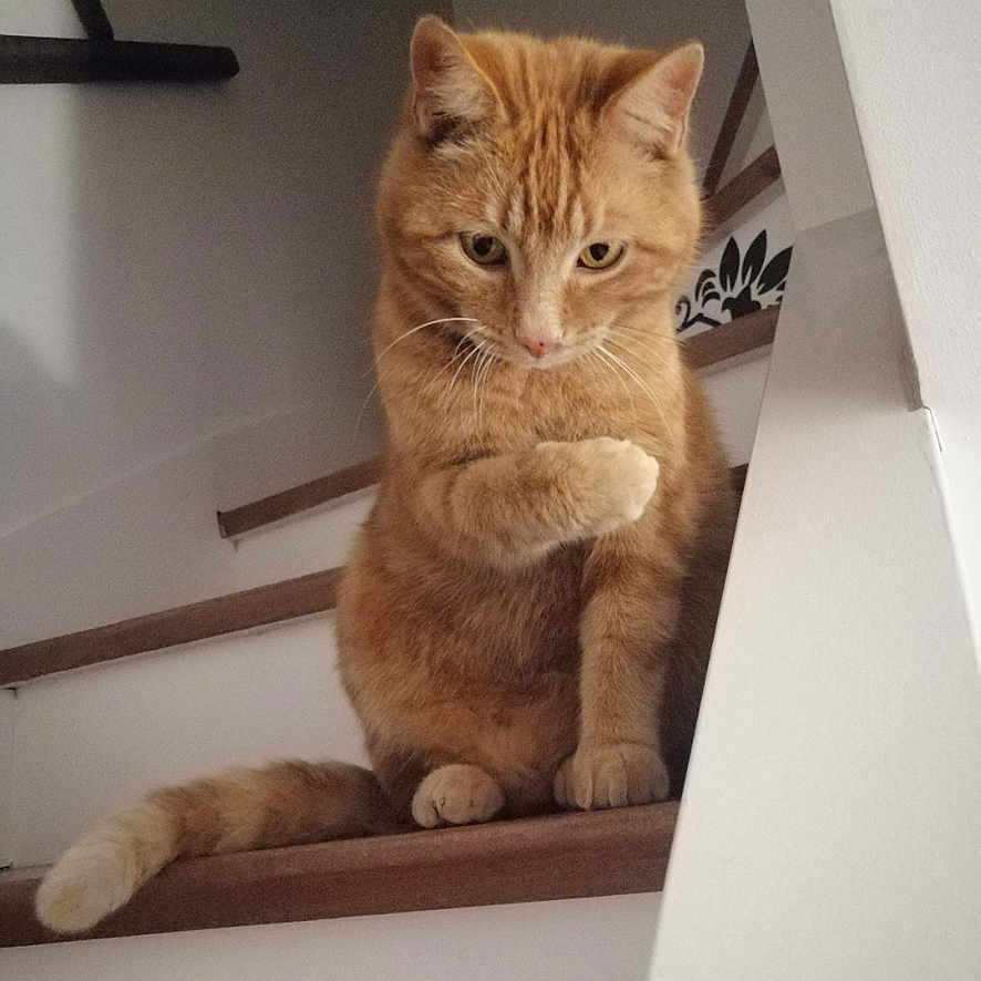 Patouille participe au concours pour gagner de l'argent avec cette photo : animal, cat, curious, cute, domestic_animal, feline, fur, ginger_cat, home, indoor, looking_down, mammal, orange_cat, paw, pet, resting, sitting, stairs, whiskers, wooden_stairs
