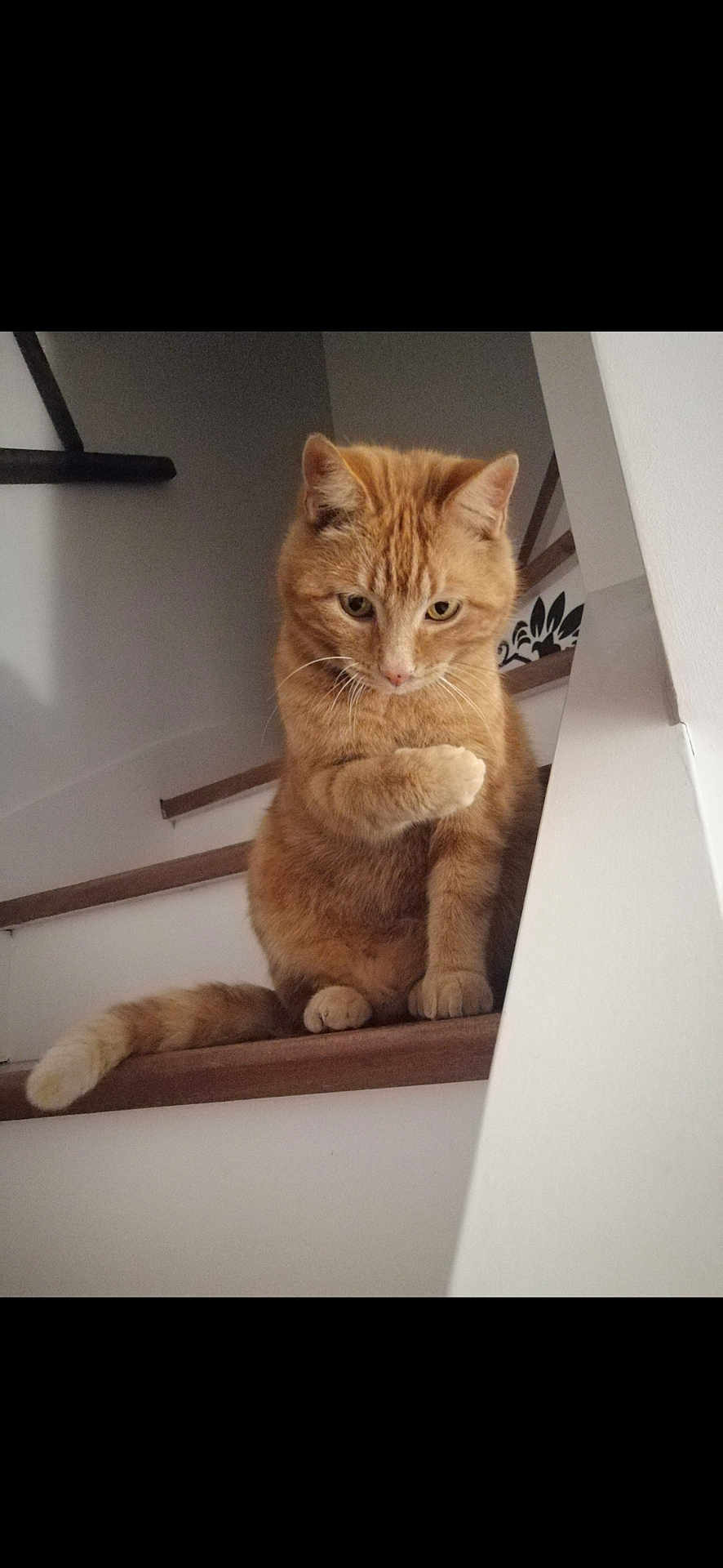 Patouille