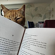 Patouille a rejoint le concours — aidez-le/la à gagner de superbes lots ! animal, book, cat, chair, closeup, cozy, curious, ears, furniture, home, indoor, light, orange_cat, pet, reading, relaxing, table, text, wallpaper, whiskers