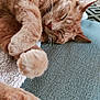 Patouille a rejoint le concours — aidez-le/la à gagner de superbes lots ! animal, cat, close_up, cozy, cute, domestic_cat, feline, fur, indoor, nostalgia, orange_tabby, paw, peaceful, pet, relaxed, resting, sleeping, soft, texture, whiskers