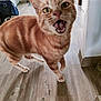 Patouille a rejoint le concours — aidez-le/la à gagner de superbes lots ! animal, cat, close_up, curious, domestic_cat, feline, four_legs, fur, green_eyes, hallway, home, indoor, meowing, mouth_open, orange_tabby, pet, playful, standing, whiskers, wooden_floor