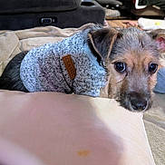 Ruger is registered to the contest to win money with this photo: dog, puppy, sweater, clothing, blanket, pillow, indoor, pet, cute, cozy, fur, animal, resting, looking, ears, nose, soft, home, companion, relaxing