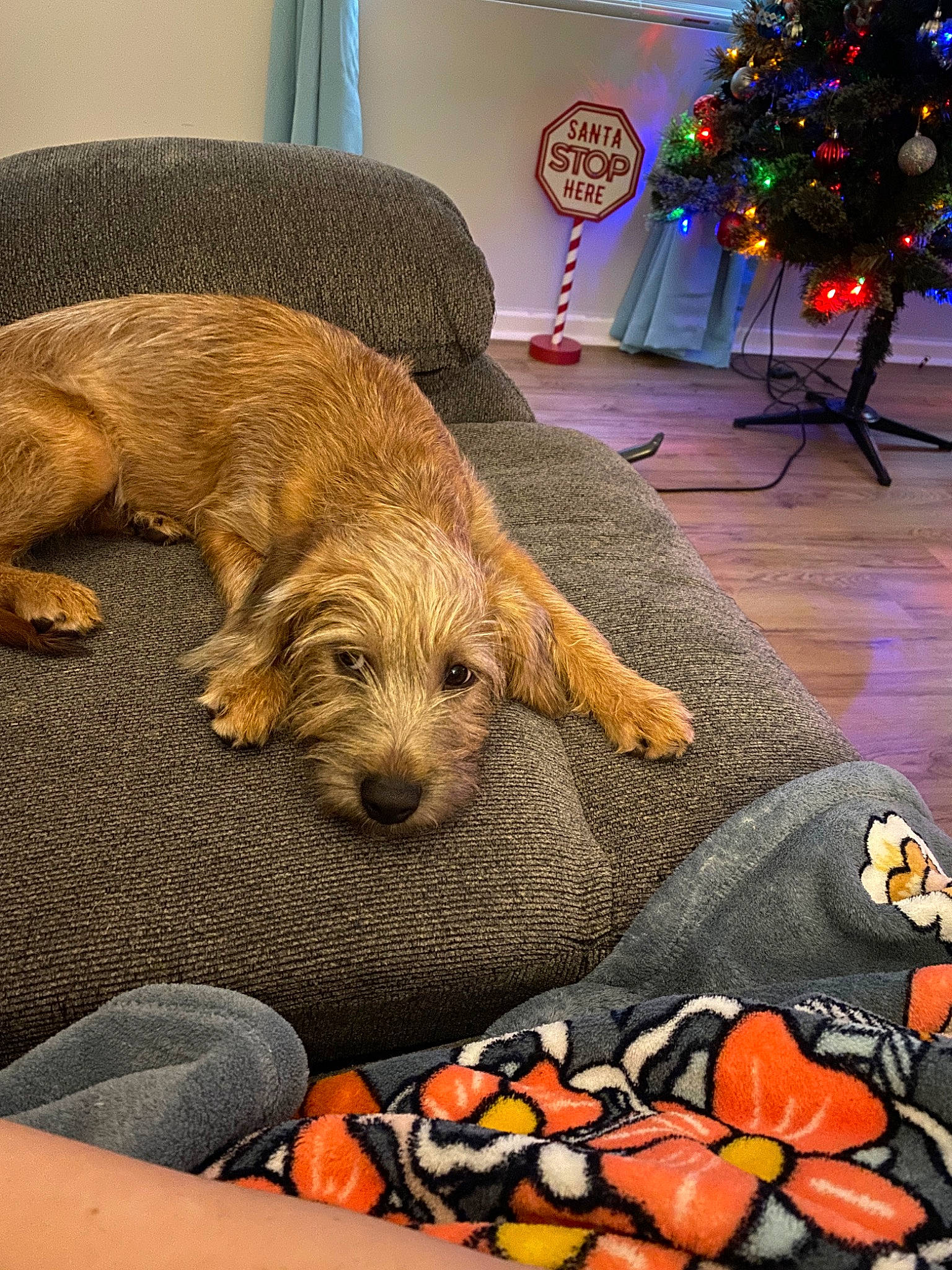 Banjo joined the competition — help win amazing prizes! basset_fauve_de_bretagne, border_terrier, bosnian_coarse_haired_hound, cairn_terrier, canidae, carnivore, cavachon, cavapoo, cockapoo, companion_dog, dog, dog_breed, goldendoodle, mammal, norfolk_terrier, puppy, schnoodle, sporting_group, styrian_coarse_haired_hound, vertebrate