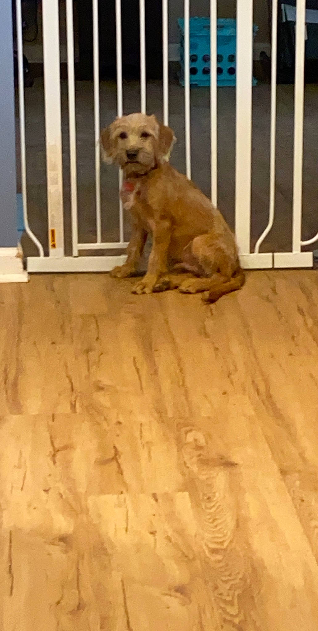 Banjo joined the competition — help win amazing prizes! canidae, carnivore, companion_dog, dog, dog_breed, fawn, floor, flooring, goldendoodle, hardwood, puppy, sporting_group, wood