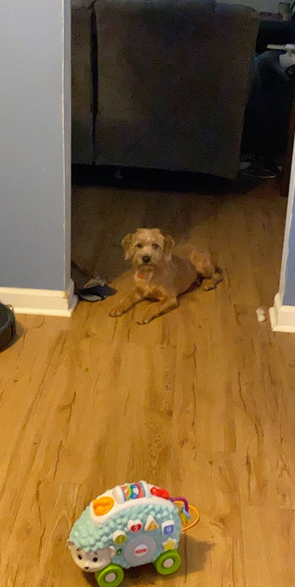 Banjo is registered to the contest to win money with this photo: canidae, carnivore, companion_dog, dog, dog_breed, fawn, floor, flooring, goldendoodle, hardwood, laminate_flooring, maltese, puppy, retriever, sporting_group, tile, wood, wood_flooring