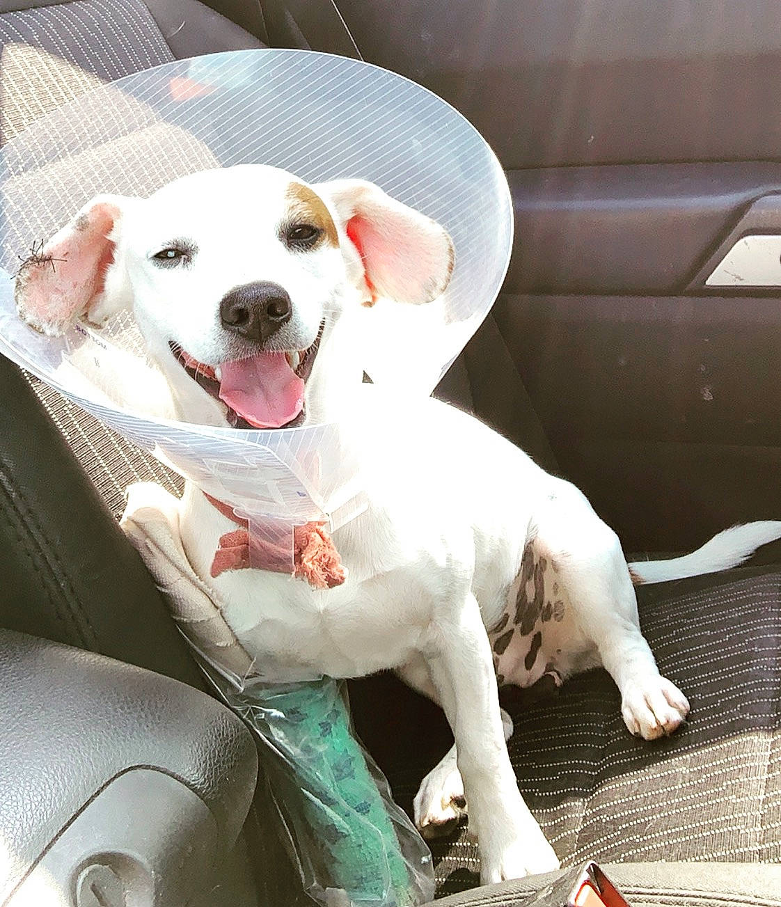 Wrangler is registered to the contest to win money with this photo: canidae, carnivore, companion_dog, dog, dog_breed, dogo_argentino, dogo_guatemalteco, ear, fawn, labrador_retriever, mammal, non_sporting_group, nose, puppy, puppy_love, rare_breed_dog, retriever, snout, sporting_group, vertebrate