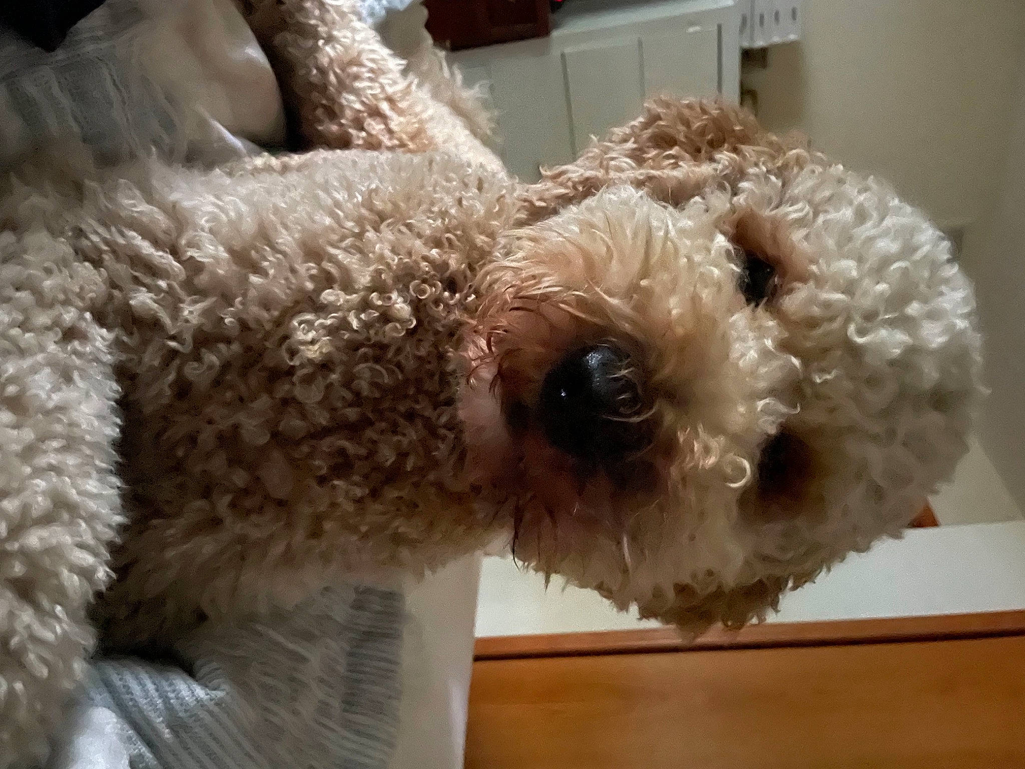 Cooper joined the competition — help win amazing prizes! canidae, carnivore, chair, companion_dog, dog, dog_breed, fawn, fur, pet_supply, plush, poodle, snout, sporting_group, stuffed_toy, teddy_bear, terrier, toy, toy_dog, water_dog, working_animal