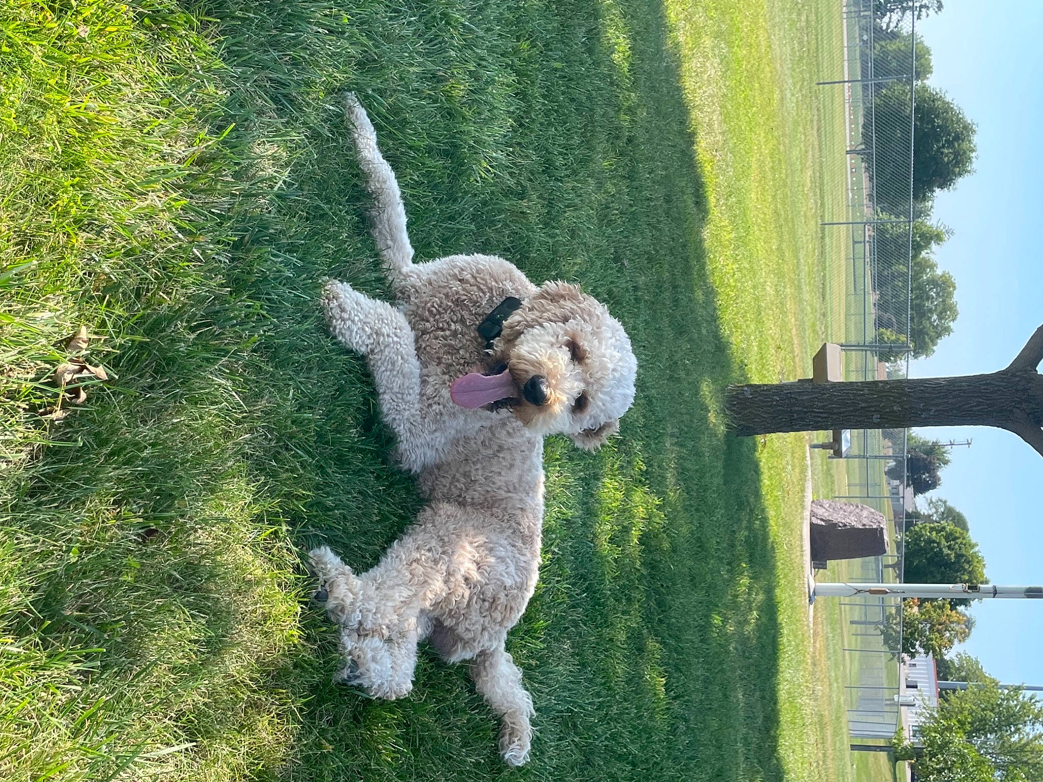 Cooper joined the competition — help win amazing prizes! alpaca, canidae, carnivore, chair, companion_dog, dog, dog_breed, fur, grass, green, plant, poodle, sheep, sky, sporting_group, standard_poodle, tail, terrier, tree, water_dog