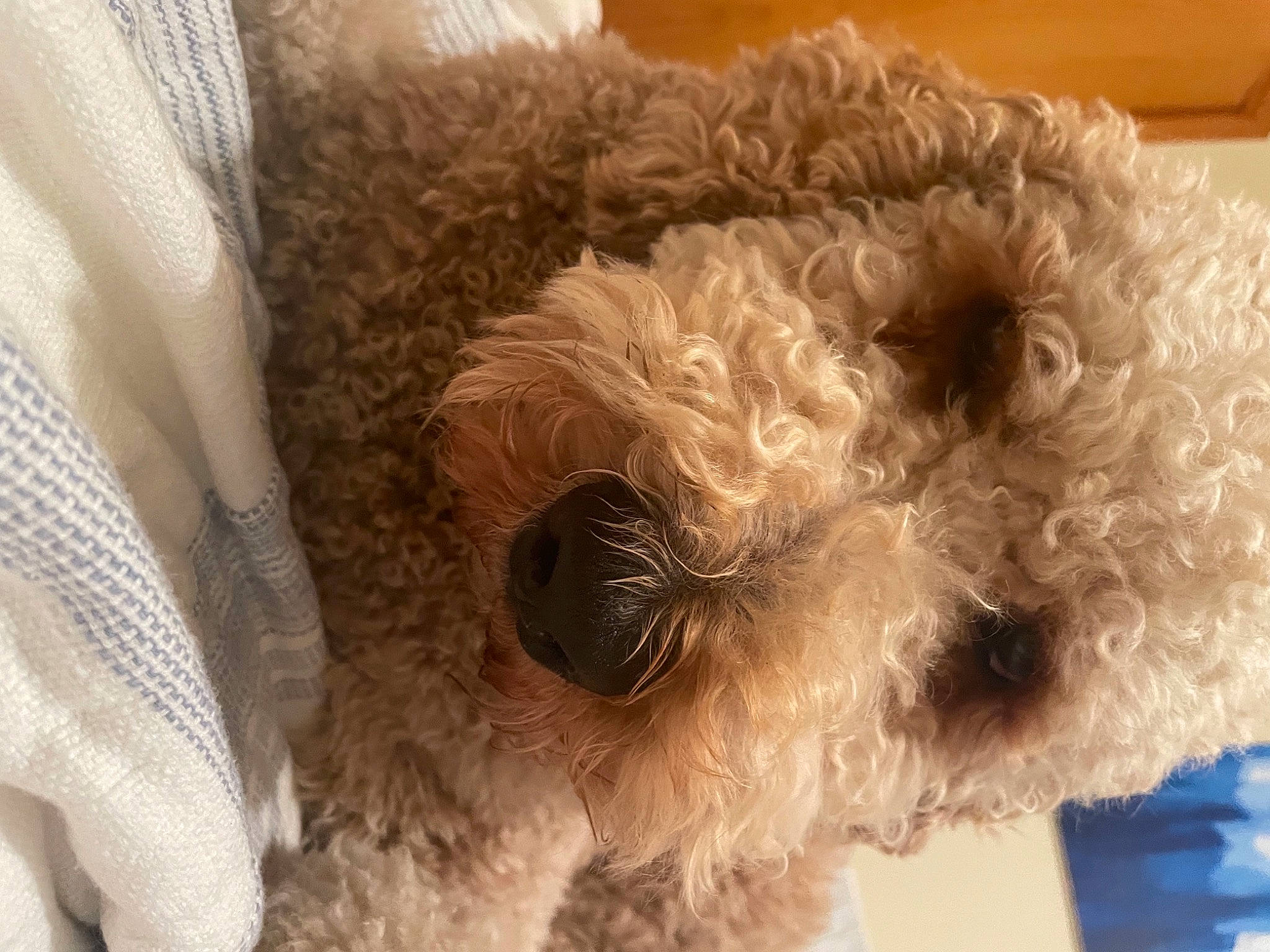 Cooper joined the competition — help win amazing prizes! canidae, carnivore, companion_dog, dog, dog_breed, dog_collar, dog_supply, fawn, fur, pet_supply, plush, small_terrier, snout, sporting_group, stuffed_toy, terrier, toy, toy_dog, wool, working_animal