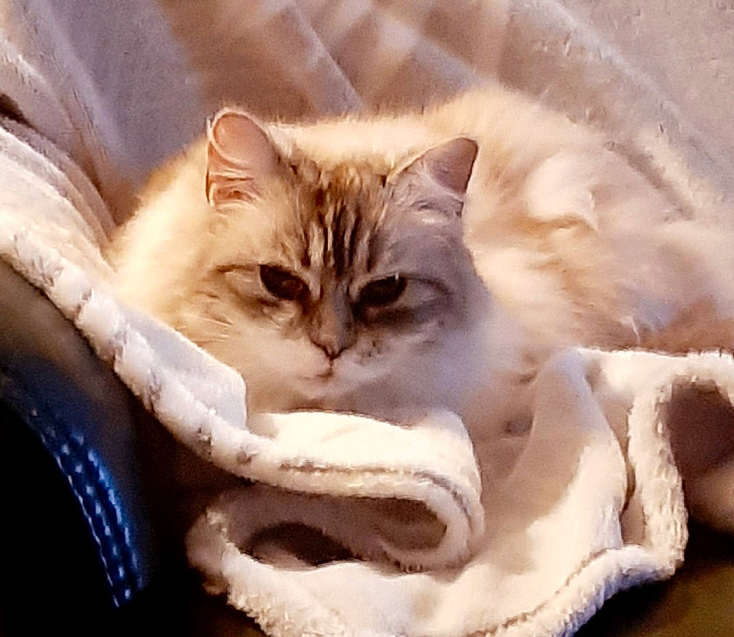 Noisette a rejoint le concours — aidez-le/la à gagner de superbes lots ! carnivore, cat, claw, comfort, fawn, felidae, fur, knitting, paw, plant, small_to_medium_sized_cats, snout, tail, terrestrial_animal, thread, whiskers, wool, woolen, woven_fabric