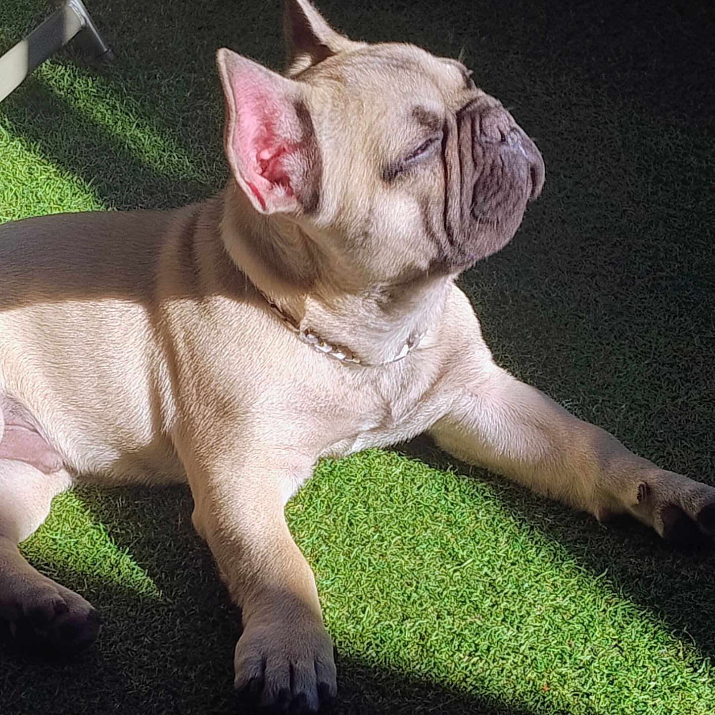 Booggy a rejoint le concours — aidez-le/la à gagner de superbes lots ! animal, canine, collar, cute, daylight, dog, domestic_animal, ear, french_bulldog, grass, lying_down, outdoor, paw, pet, relaxed, resting, shadow, snout, sunlight, wrinkles