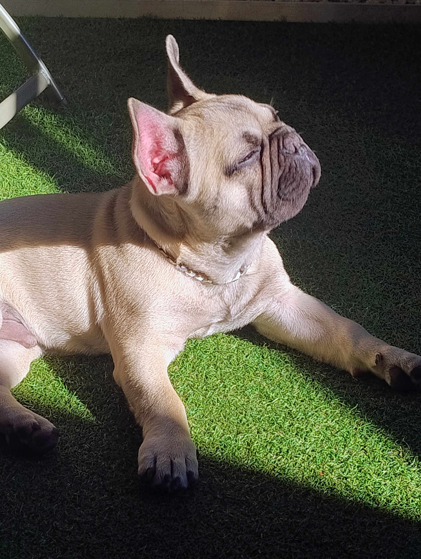 Booggy a rejoint le concours — aidez-le/la à gagner de superbes lots ! dog, french_bulldog, sunlight, grass, pet, canine, outdoor, resting, relaxed, animal, paw, ear, collar, shadow, daylight, cute, lying_down, snout, wrinkles, domestic_animal