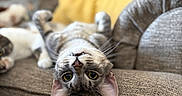 Gucci joined the competition — help win amazing prizes! cat, upside_down, couch, furniture, yellow_pillow, indoor, pet, relaxed, curious, whiskers, ears, fur, closeup, texture, soft, domestic, animal, laying, blurred_background, eyes
