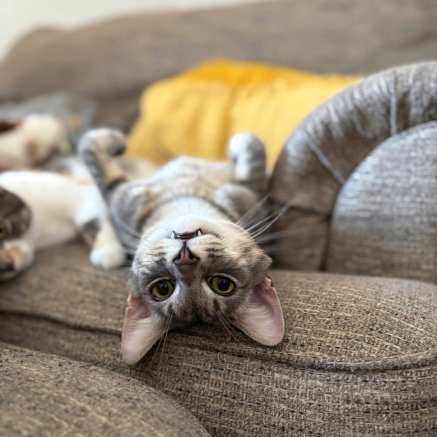 Gucci joined the competition — help win amazing prizes! cat, upside_down, couch, furniture, yellow_pillow, indoor, pet, relaxed, curious, whiskers, ears, fur, closeup, texture, soft, domestic, animal, laying, blurred_background, eyes