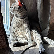 Gucci is registered to the contest to win money with this photo: cat, tabby_cat, sunlight, window, curtains, floor, indoor, relaxed, pet, animal, feline, shadow, light, contemplative, cozy, domestic, whiskers, sitting, paw, cord