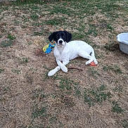 Aly a rejoint le concours — aidez-le/la à gagner de superbes lots ! puppy, dog, black_and_white, grass, yard, toy, stick, outdoor, pet, animal, curious, lying_down, stone_wall, nature, playful, domestic_animal, young_dog, fur, canine, resting
