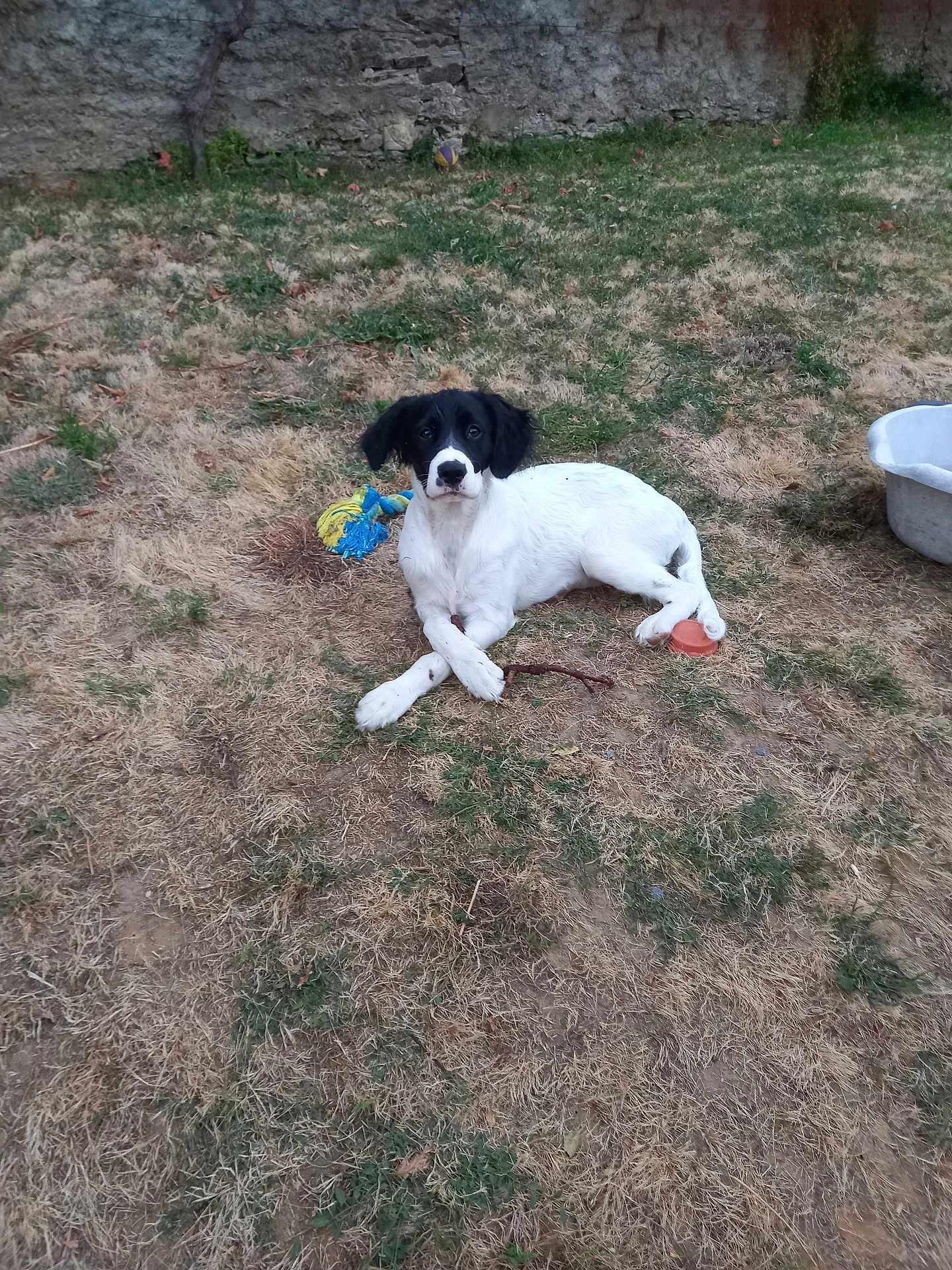 Aly a rejoint le concours — aidez-le/la à gagner de superbes lots ! puppy, dog, black_and_white, grass, yard, toy, stick, outdoor, pet, animal, curious, lying_down, stone_wall, nature, playful, domestic_animal, young_dog, fur, canine, resting