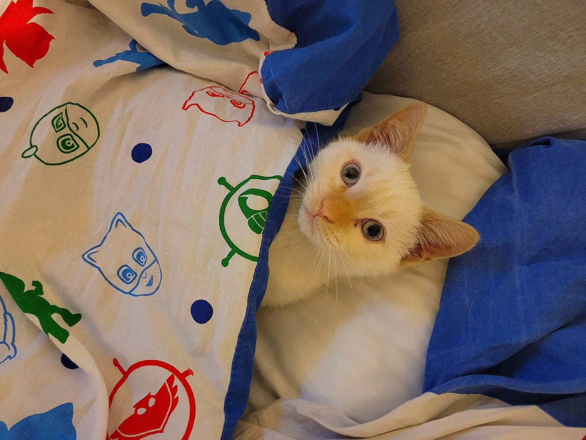 Parker participe au concours pour gagner de l'argent avec cette photo : baby_toddler_clothing, bedding, blanket, child, comfort, companion_dog, fawn, felidae, fur, linens, pattern, plush, room, sleeve, small_to_medium_sized_cats, stuffed_toy, tail, toy, vertebrate, whiskers